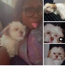 The owner of the dogs was Thomas Neuner and he owns Neuner Heating & Air.  Review them