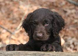 Boykin Spaniel Spaniel Breeds Puppies Boykin Spaniel