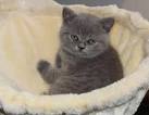 BRITLAND CATTERY - British Shorthair Kittens
