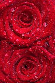 Pin On Flowers Breathtaking