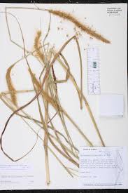 Image result for Cenchrus polystachios