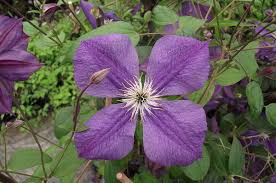 Maybe you would like to learn more about one of these? Clematis Star Of India Wikidata