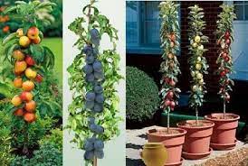 Get the best deal for acidic fruits&fruit trees from the largest online selection at ebay.com. Columnar Fruit Trees Luv2garden Com