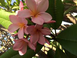 Plumeria Rubra Aussie Pink A Frangipani Hybrid Tree Plumeria Frangipani Plants