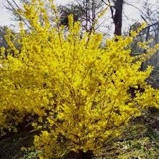 Beautiful Forsythia Bush Flowering Vines Forsythia Shrubs