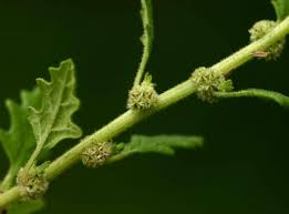 Image result for Dysphania carinata