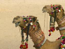 Camels decoration competition video at desert camel festival jaisalmer 2018 rajasthan video. Decorated Camel In The Thar Desert Jaisalmer Rajasthan India Photographic Print Keren Su Art Com