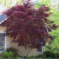 Pin On Japanese Maple Trees
