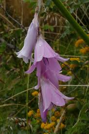 Image result for Dierama cupuliflorum