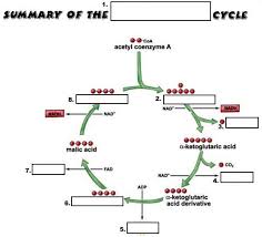 Specifically, during cellular respiration, the energy stored in glucose is transferred to atp ( figure below ). Cellular Respiration Review Sheet Cellular Respiration Biology Review Krebs Cycle