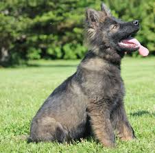 Long Hair Ddr German Shepherd Puppy German Shepherd Puppies German Shepherd Dogs Sable German Shepherd