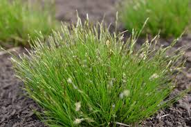 Image result for Carex mannii
