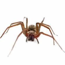 Find out how much it is to hire pest control for roaches from terminix or orkin. Atwater Ca Eagleshield Pest Control