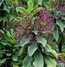 Image result for Euphorbia grantii