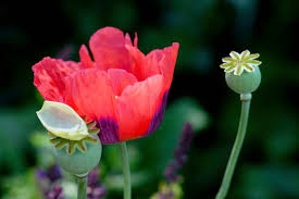 Spring is the perfect time for sowing these beautiful, colorful flowers directly in situ in the garden. Yes Poppy Seeds Contain Opiates And Here S What You Need To Know Huffpost Life