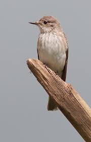 New Forest Birds Birds In The New Forest An Introduction