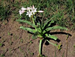 Image result for Crinum macowanii