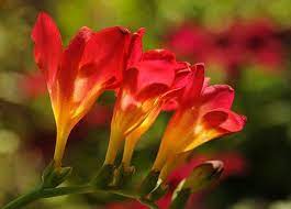 Growing Freesia In The Garden Freesia Flowers Types Of Flowers Beautiful Flowers Garden