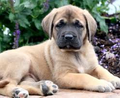 While such problems are rare with this breed. Cane Corso Puppies For Sale Puppy Adoption Keystone Puppies