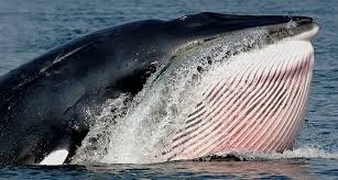 The common minke whale is the smallest of all baleen whales, reaching around 8 to 9 metres long. Portrait Of The Minke Whales Meriscope Com