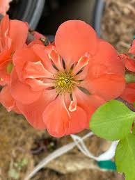 Image result for Chaenomeles japonica