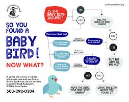 Baby Bird Infographic Baby Bird Bird How To Know