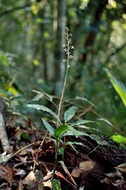 Image result for Hetaeria