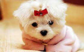 Unfortunately, their small stature can come with some big health problems. Toy Dogs List Of All Toy Dog Breeds K9 Research Lab