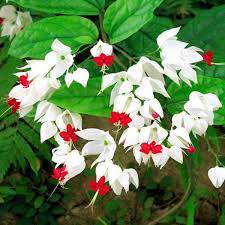 20pcs Bleeding Glory Bower Seed Bleeding Heart Vine Glory Bower Bag Flower Seed Pots Bleeding Heart Flowers