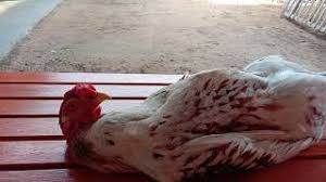 Here are 3 possible meanings. Ayam Tidur Terlentang Youtube