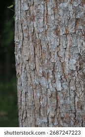 Image result for Swietenia