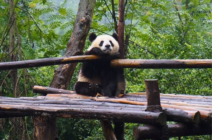Chengdu: Pandas, Templos e Bairros Históricos