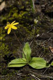 Image result for Hypoxis rigidula