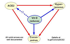 Of course, your specialist is the main person whose advice you should follow but it doesn't do anyone harm. Coronaviruses Attach To Cells Via Ace2 Vitamin D Might Reduce Ace2 Vitamindwiki