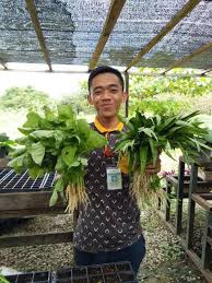 Selain itu, tomato, kekacang, bayam dan kentang juga mengalami kerosakan dengan adanya gas ozon di udara. Cara Tanam Bayam Hijau Merah Dalam Pasu Polibeg Kebun Bandar