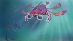 Image result for Crabbea coerulea