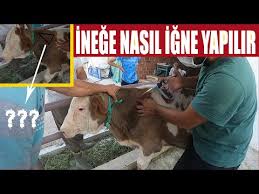 Ineklerde Ilac Enjeksiyonu Nasil Yapilir Veteriner Hekim Ahmet Mert Youtube