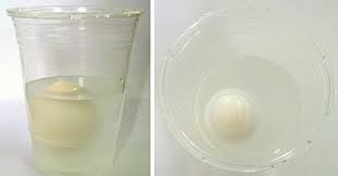 an egg to float? science project