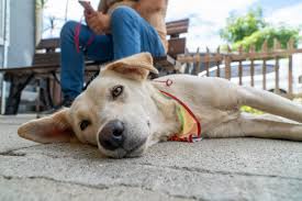 Feira de Adoção chega à 14.ª edição e reforça compromisso com o bem-estar animal em Paranaguá