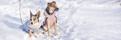 Werfen sie einen blick selbst! Hundemantel Selbst Nahen Nordfalben