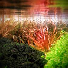 Image result for Blyxa