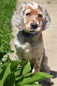 English setter puppies for sale in pa. Addison The English Setter Setter Puppies English Setter Puppy English Setter Dogs