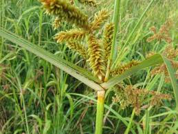 Image result for Cyperaceae