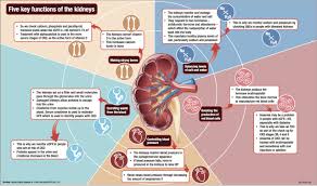 Image result for Renal Function