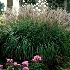 Image result for Miscanthus violaceus