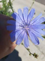 Chicory Chicory Root Chicory Coffee Live Herbs Live Herb Plants Wildflower Live Plants Live Plants Outdoo In 2021 Planting Herbs Herbaceous Perennials Wildflower Seeds