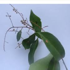 Image result for Embelia schimperi