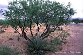 Image result for Prosopis juliflora