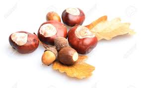 Wie man im berühmten kinderlied singt, kann man aus kastanien und eicheln vergnügt vieles basteln. Close Up Von Kastanien Und Eicheln Auf Weissem Hintergrund Lizenzfreie Fotos Bilder Und Stock Fotografie Image 20917909