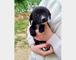 Se non lo trovi imposta un avviso per ogni nuovo annuncio con queste caratteristiche! Annunci Animali On Twitter Milano Pollicina Cucciola 2 Mesi Futura Taglia Piccola Regalo Cuccioli Cani Milano Vai All Annuncio Https T Co Vcmbzvgw5k Https T Co Ganp9fpkmk